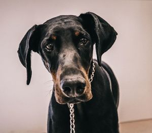 Close-up portrait of doberman 