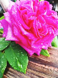 Close-up of raindrops on pink rose flower