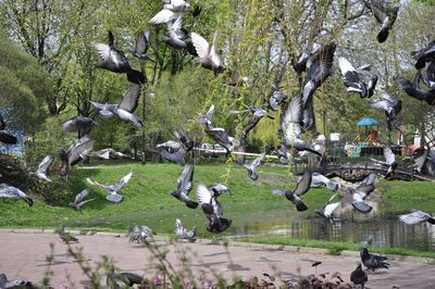 Flock of birds flying over lake