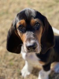 Close-up portrait of dog on field