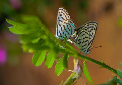 Close-up of butterfly pollinating on flower