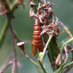 Close-up of insect on plant