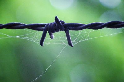 Close-up of spider on web