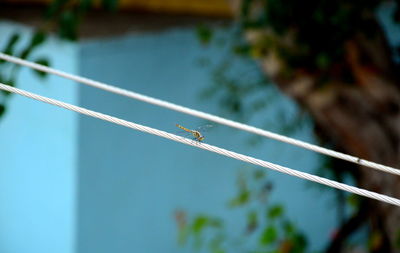 Close-up of insect perching on wire against sky