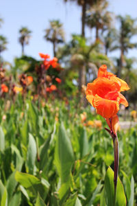 Close-up of orange flowers blooming outdoors