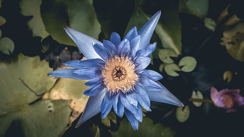 Close-up of purple blue flower