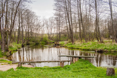Scenic view of lake in forest