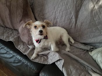 Portrait of dog relaxing on bed at home