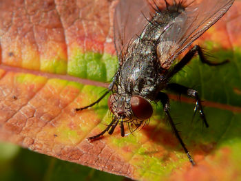 Close-up of insect on leaf