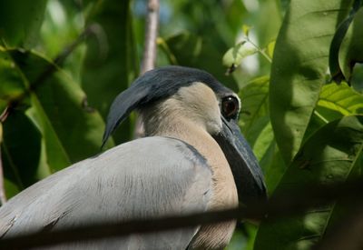 Close-up of a bird