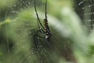 Close-up of spider on web