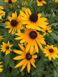 Close-up of yellow flowers