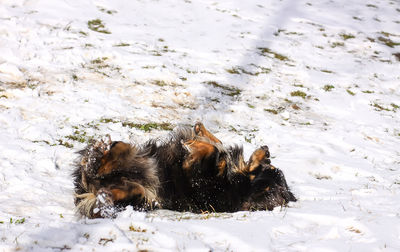 High angle view of dog on snow covered land