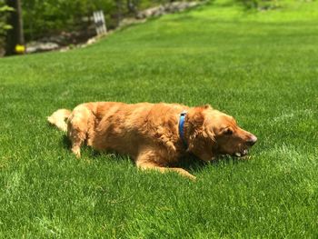 Dog on field