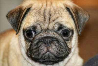 Close-up portrait of dog