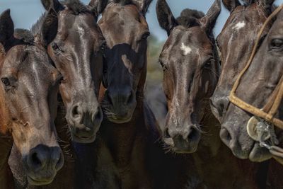 Close-up of horses looking at camera