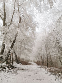Bare trees on snow covered land