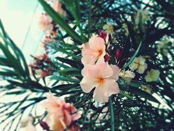 Low angle view of flowers blooming on tree