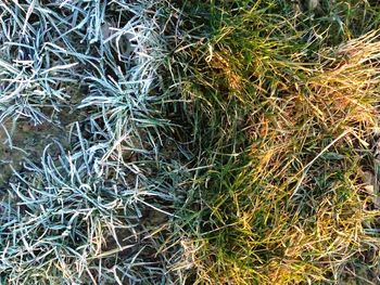 Full frame shot of grass on field