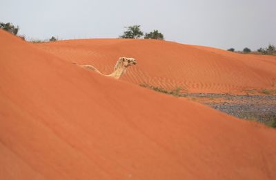 Scenic view of desert