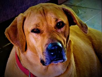 Close-up portrait of dog