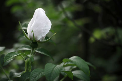 Close-up of white flowering plant