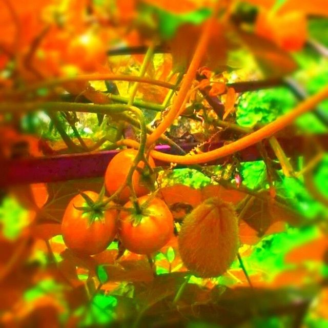 growth, freshness, orange color, close-up, leaf, focus on foreground, nature, plant, selective focus, food and drink, fruit, healthy eating, beauty in nature, stem, food, day, no people, branch, outdoors, fragility