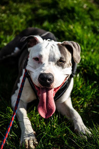 Close-up portrait of a dog