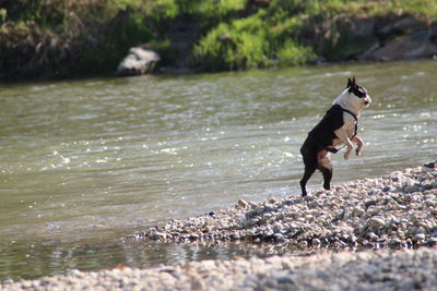 Dog running in a lake