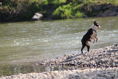 Dogs running in lake