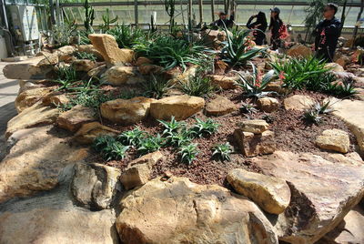 Cactus plants growing in greenhouse