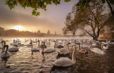 View of swans in calm lake