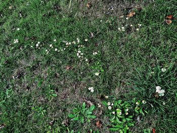 High angle view of flowering plant on field