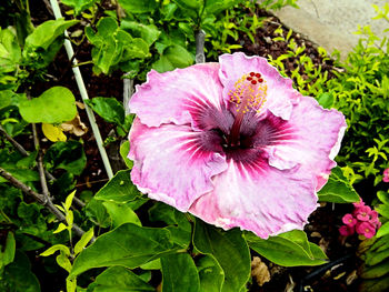 Close-up of pink flower