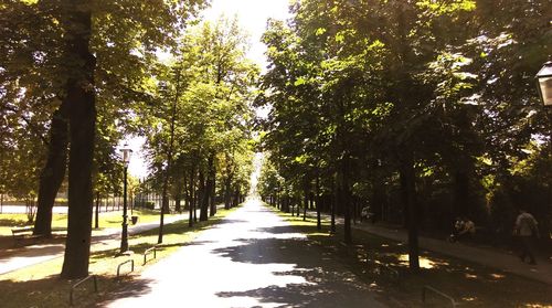 Road passing through forest