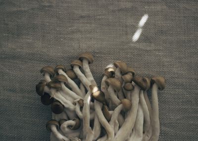 Close-up high angle view of mushrooms