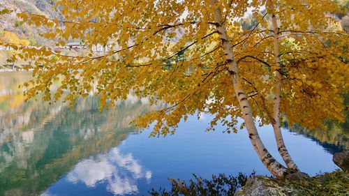 Trees against sky during autumn