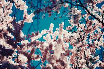 Low angle view of cherry blossom tree