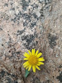 Close-up of yellow flower blooming outdoors