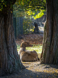 View of deer in forest