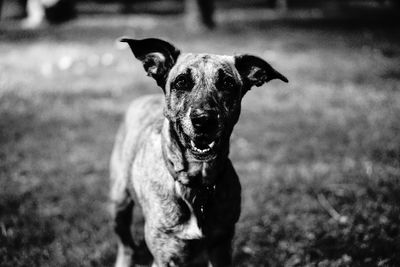 Portrait of dog on field