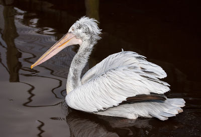 White duck swimming in lake