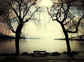 Bare trees by lake