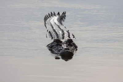 Duck swimming in a lake