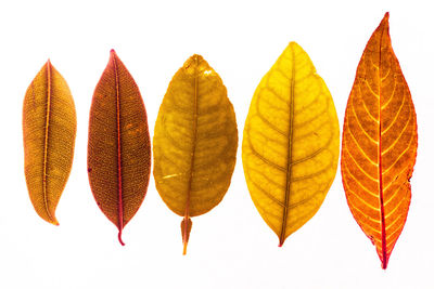 Close-up of autumn leaves over white background