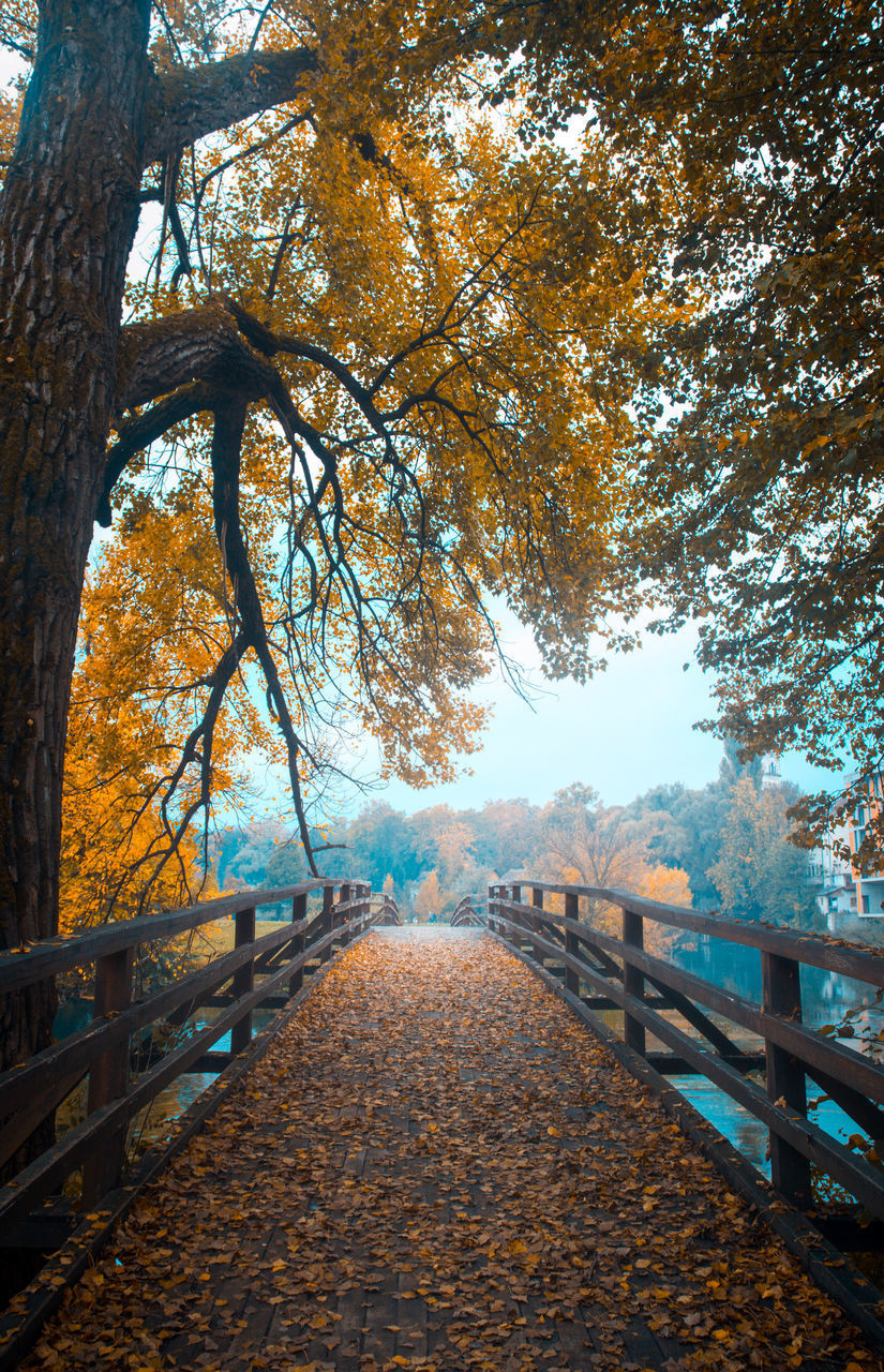 FOOTPATH AMIDST TREES AT AUTUMN