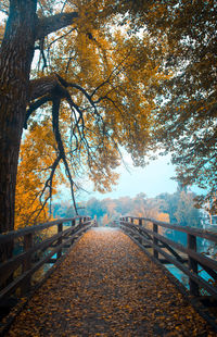 Footpath amidst trees during autumn