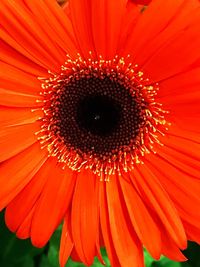 Close-up of orange flower blooming outdoors