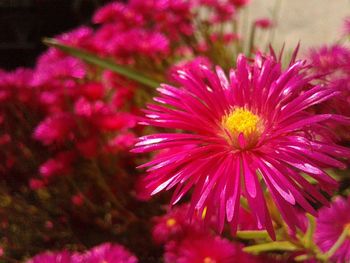 Close-up of pink flowers