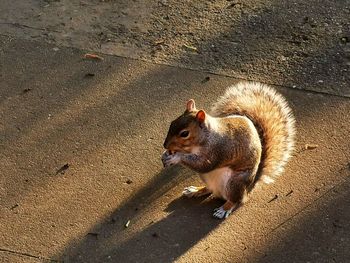 High angle view of squirrel on street